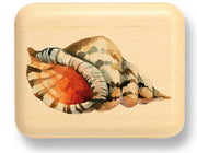 2" Flat Narrow Aspen - Conch Shell